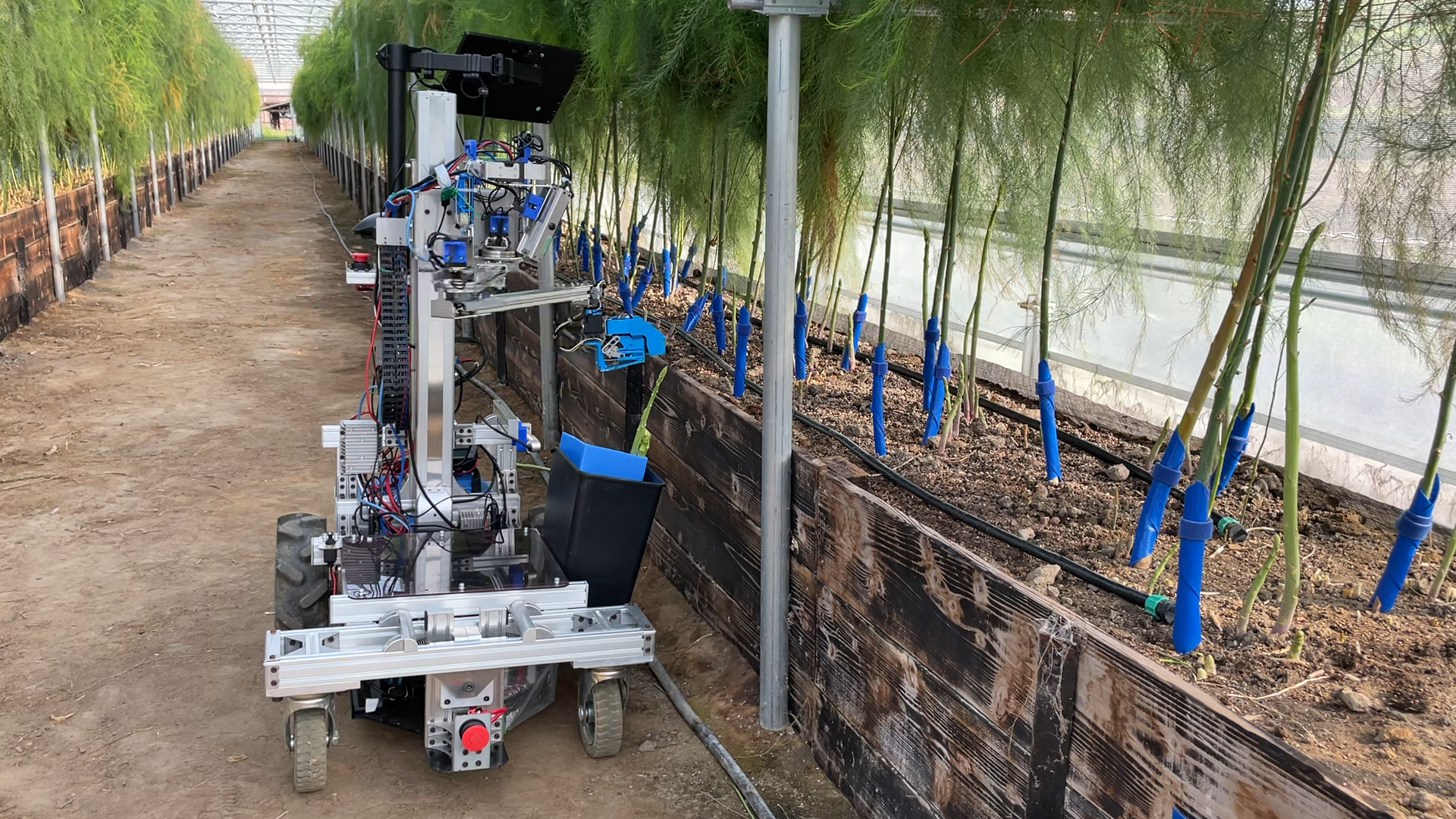Asparagus Harvesting Robot