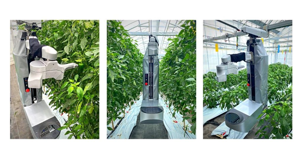 L Pepper Harvesting Robot