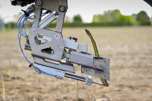 Robotic Asparagus Harvester